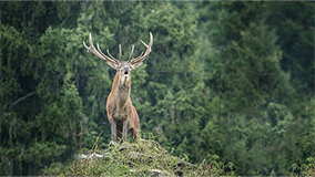 Natur im Fokus - Unsere Kooperation mit TopHunt