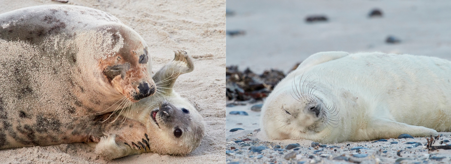 Tierfotografie mit Olympus Kameras auf der Insel Helgoland